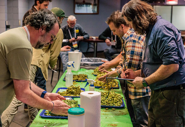 2024 chinook cup judging shows judges examining various trays of michigan hops