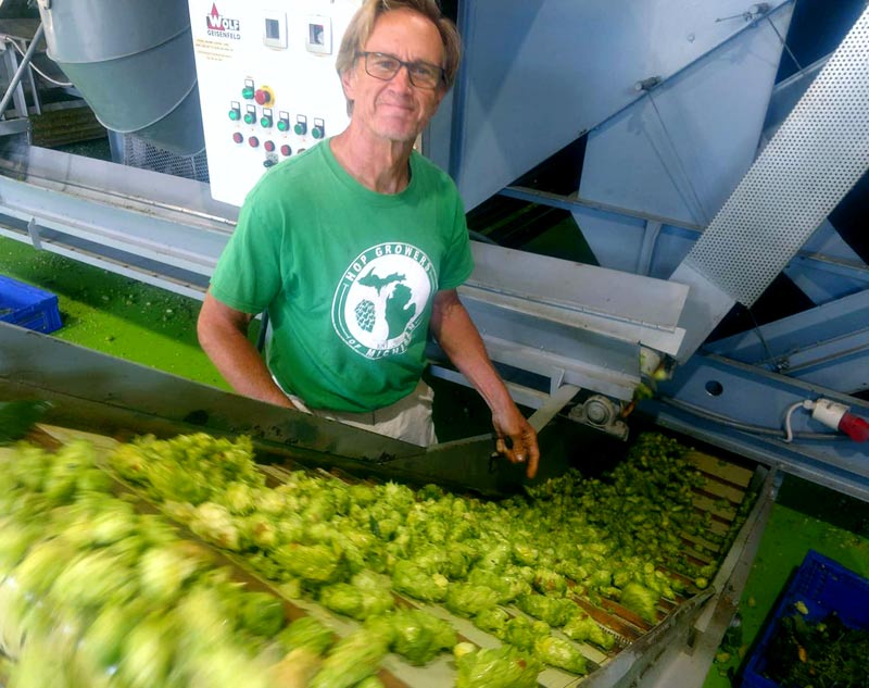 michigan hops producer harvesting hops on conveyor belt