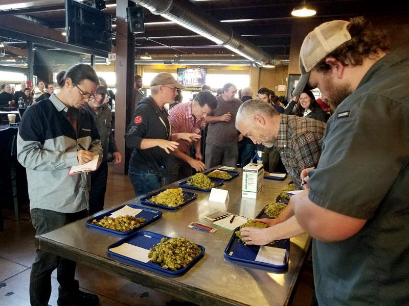 2017 chinook cup judges looking at hop samples