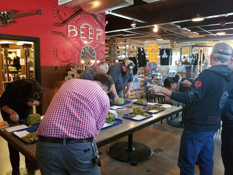 2017 chinook cup judges look at trays of hops