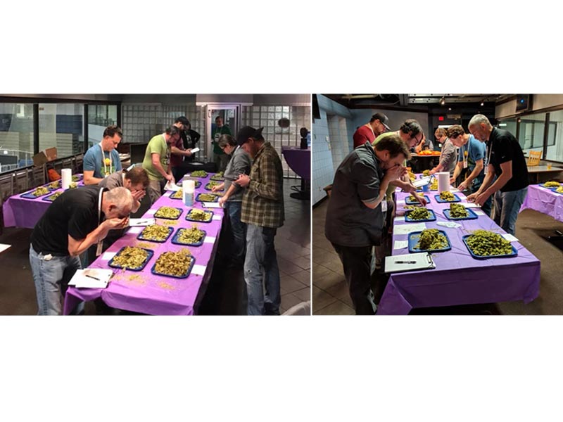 2018 chinook cup judges sampling hop aromas