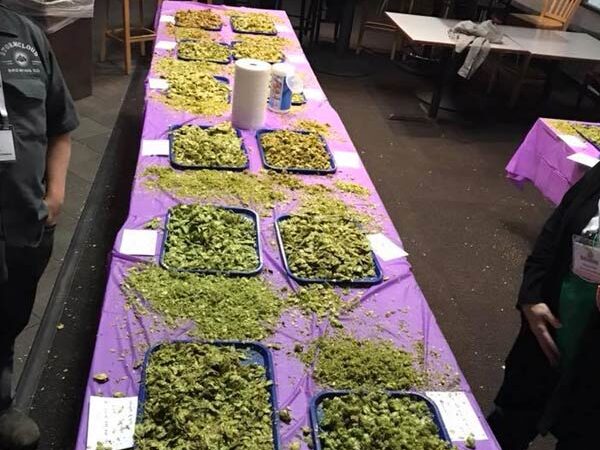 samples of hops on trays at the 2018 chinook cup competition