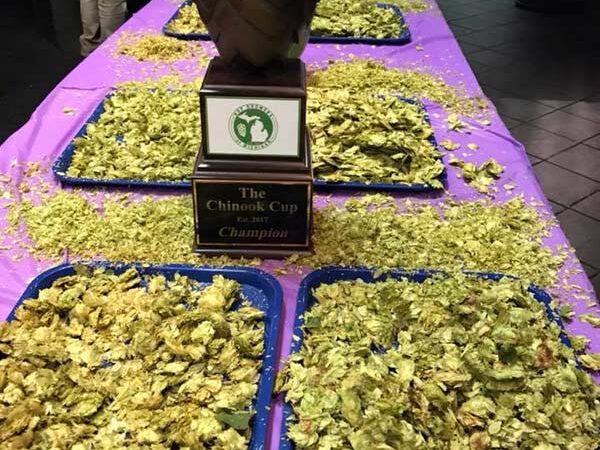 hop samples during 2018 chinook cup judging