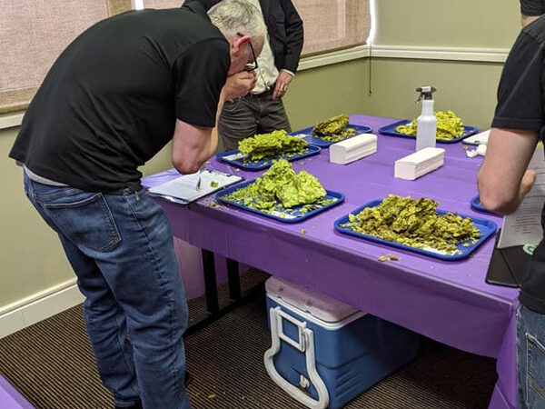 2019 chinook cup sampling aroma of michigan hops