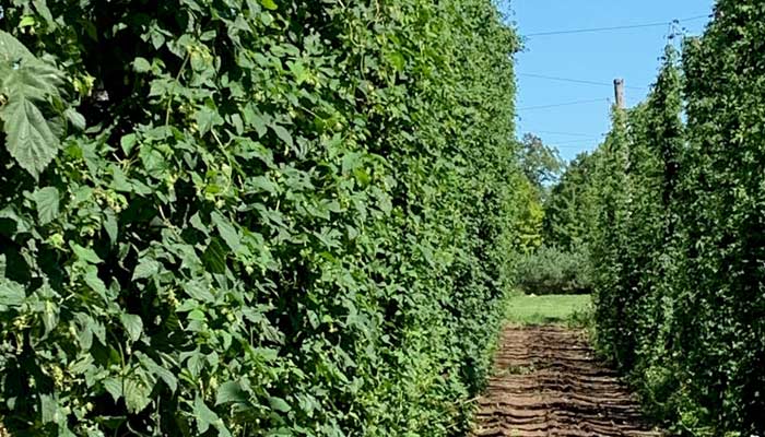 alexander farms hop plants closeup