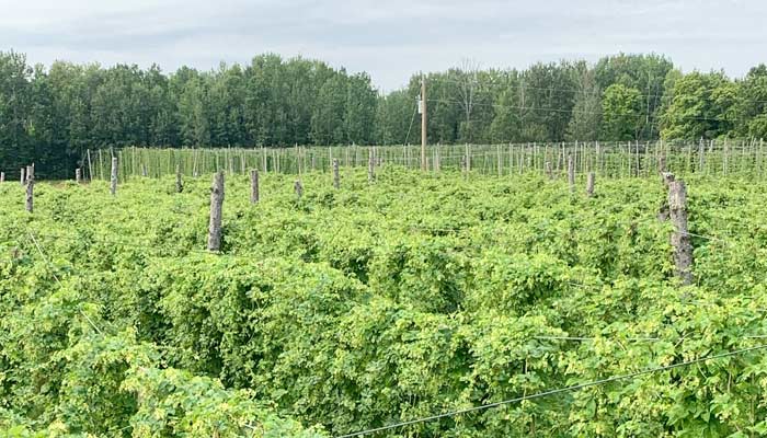 alexander farms hop yard