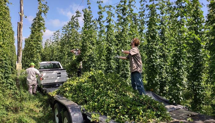 Pulling hops at Bell's Estate Hopyard