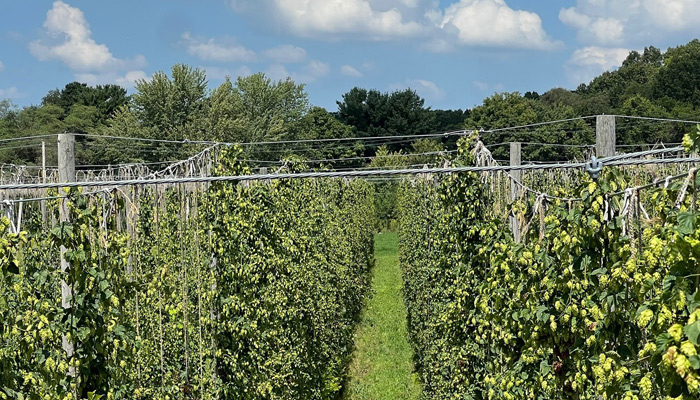 Flatwater Farms hop yard