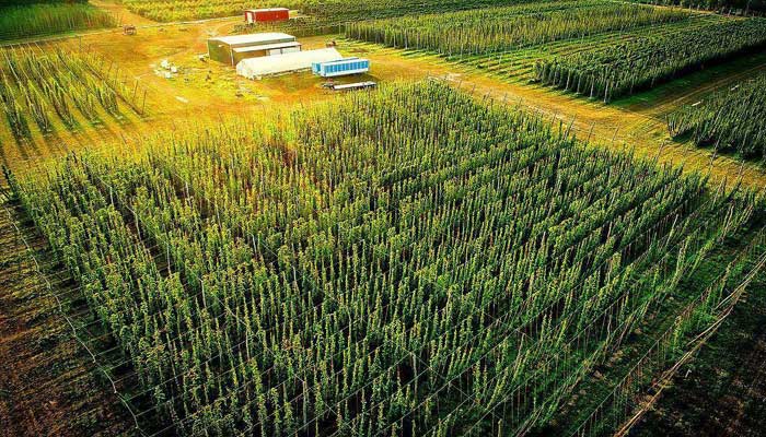 hop alliance farm aerial view