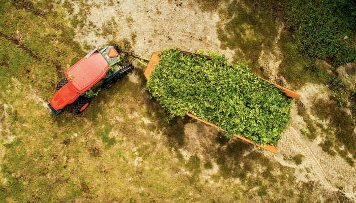 hop alliance hop harvest