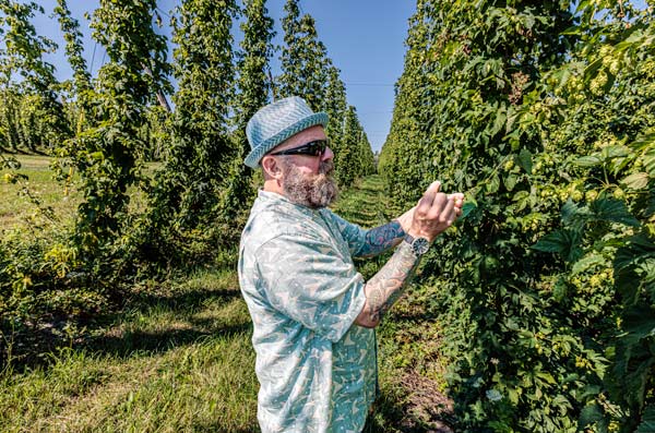 checking hops at hop alliance hop farm