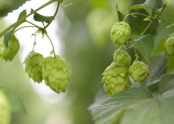 hops grown by michigan hop growers