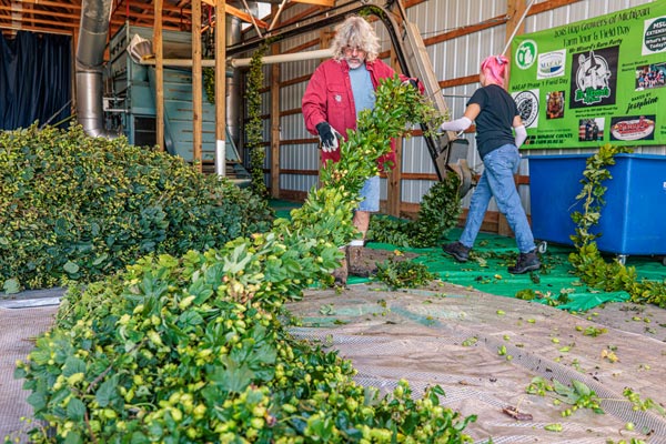 hop harvest at mr. wizards hop farm