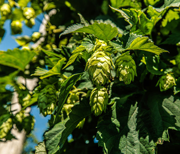 hops on a vine in michigan hop farm