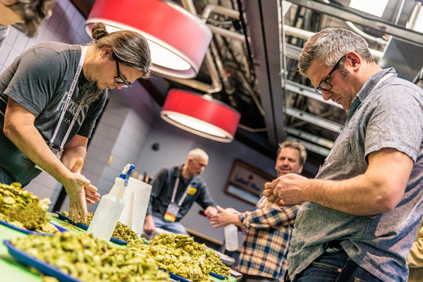 judging hops at the hop growers of michigan chinook cup competition