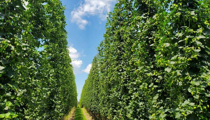 Top Hops Farm row of hops