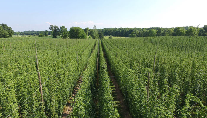 top hops farm field view