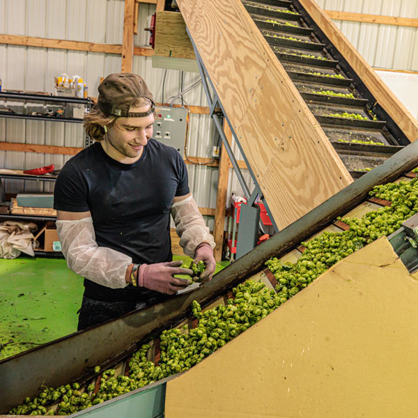 harvesting hops at top hops farm with hops going by on a conveyor belt