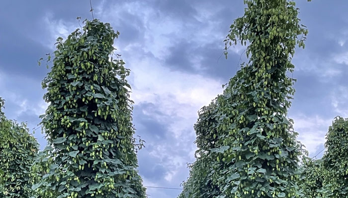 Hop Head Farms hop plants