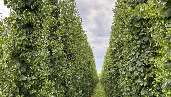 Rows of hops plants at hop head farms