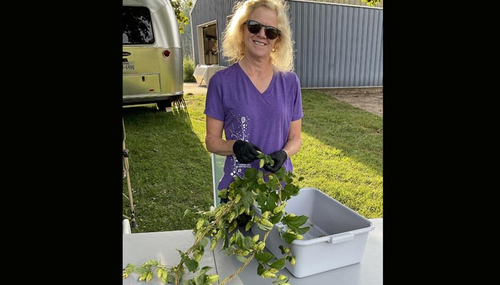 Picking hops at Hummingbird Hops