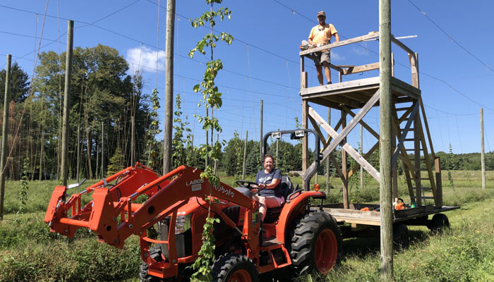 Cutting last hop vine at Hummingbird Hops