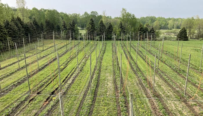 Hummingbird Hops farm overview