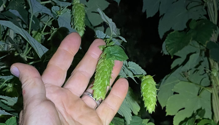 Closeup of hops at taylor hops farm