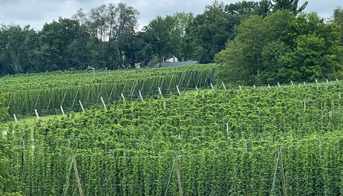 Taylor Hops Farm overview