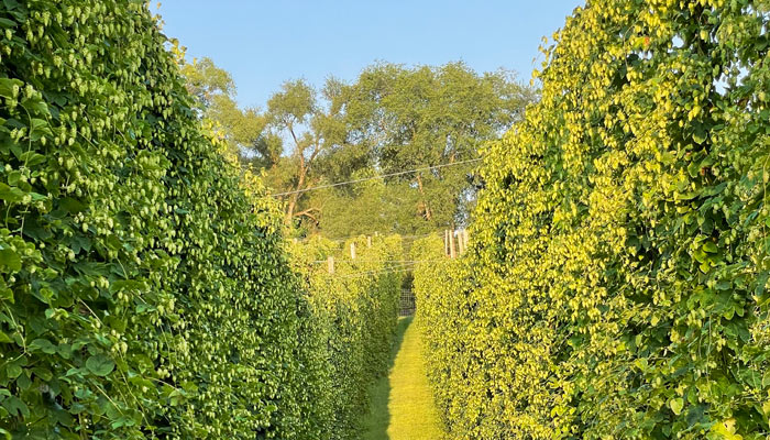 Row of hop plants at taylor hops farm