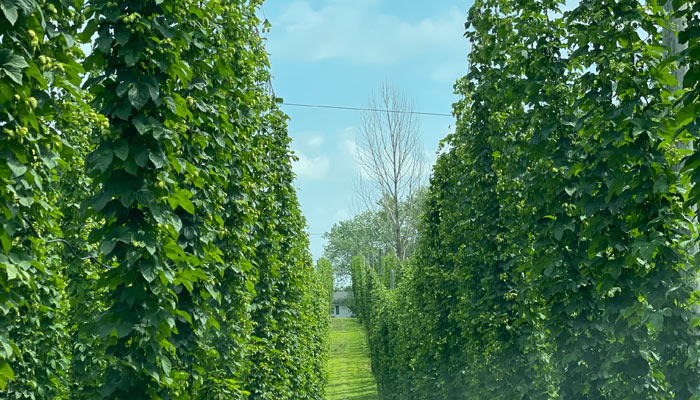 Taylor Hops Farm row of hops